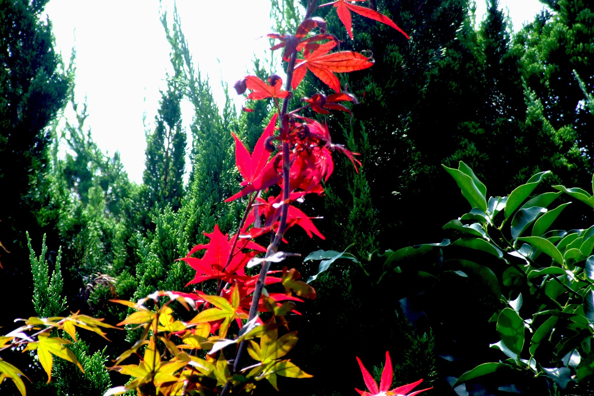 紅葉で気分が高揚