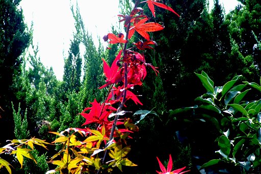 紅葉で気分が高揚