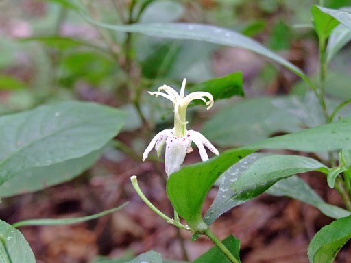 なんだかおとぎの国の花のよう