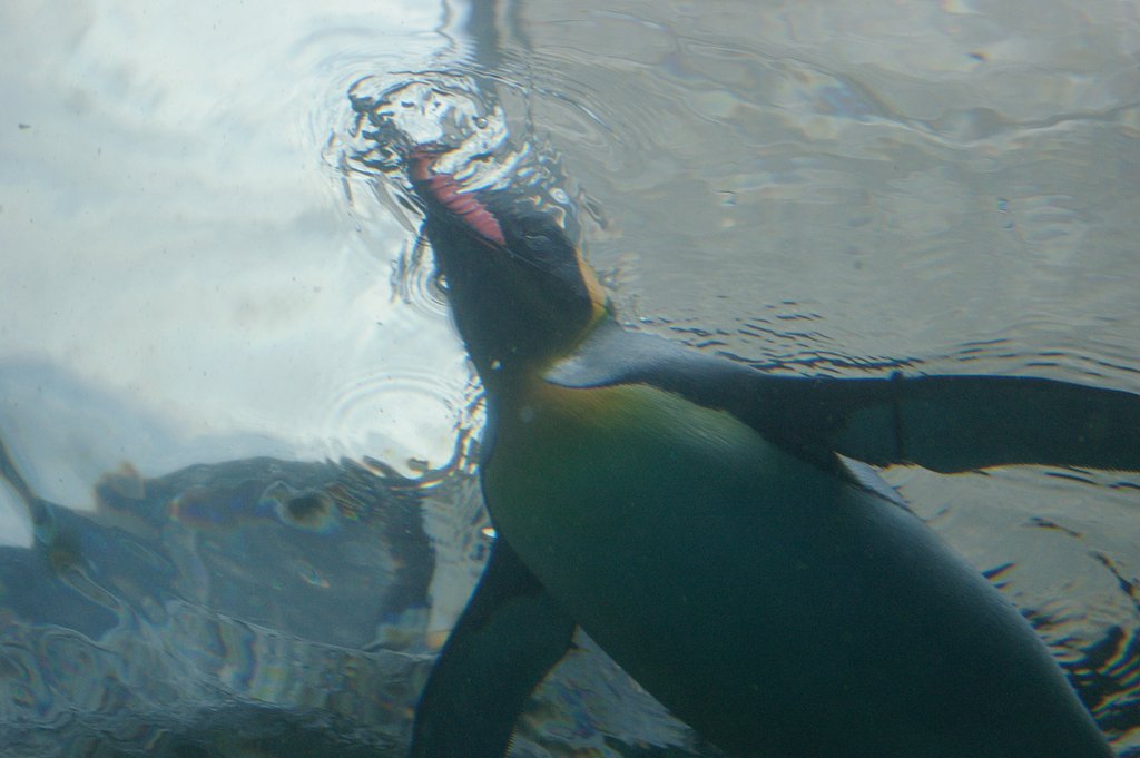旭山動物園