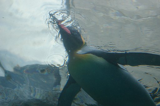 旭山動物園