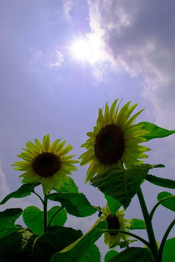 天空の太陽、地上の太陽