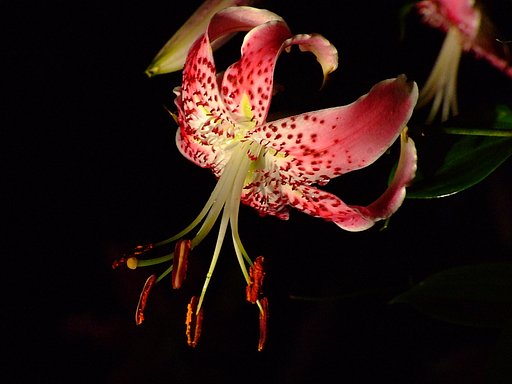 夜の…