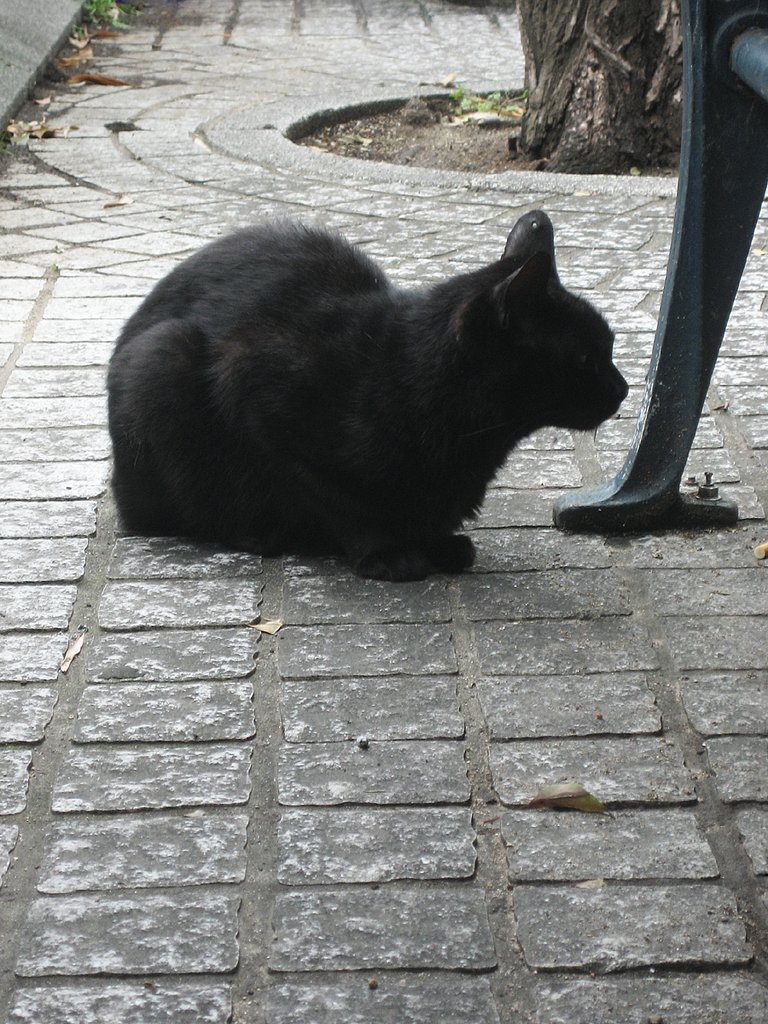 【野良】ピアス黒猫