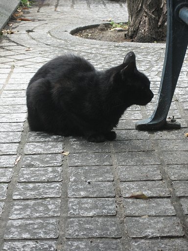【野良】ピアス黒猫
