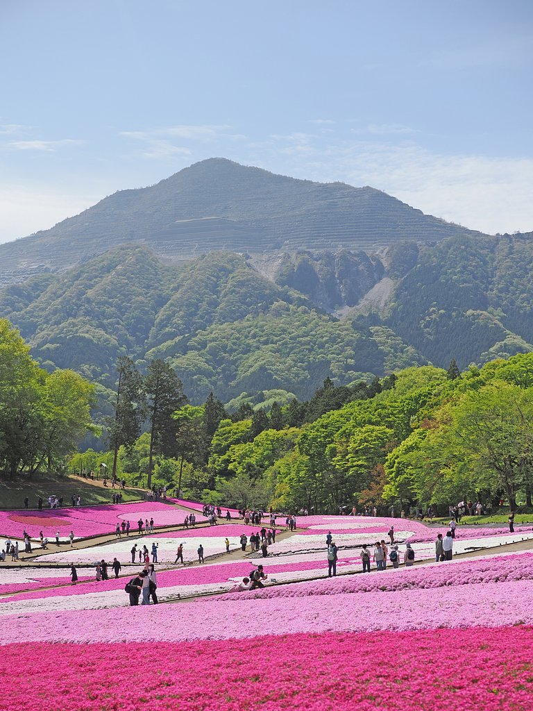 芝桜の丘