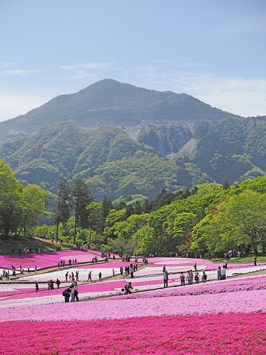 芝桜の丘