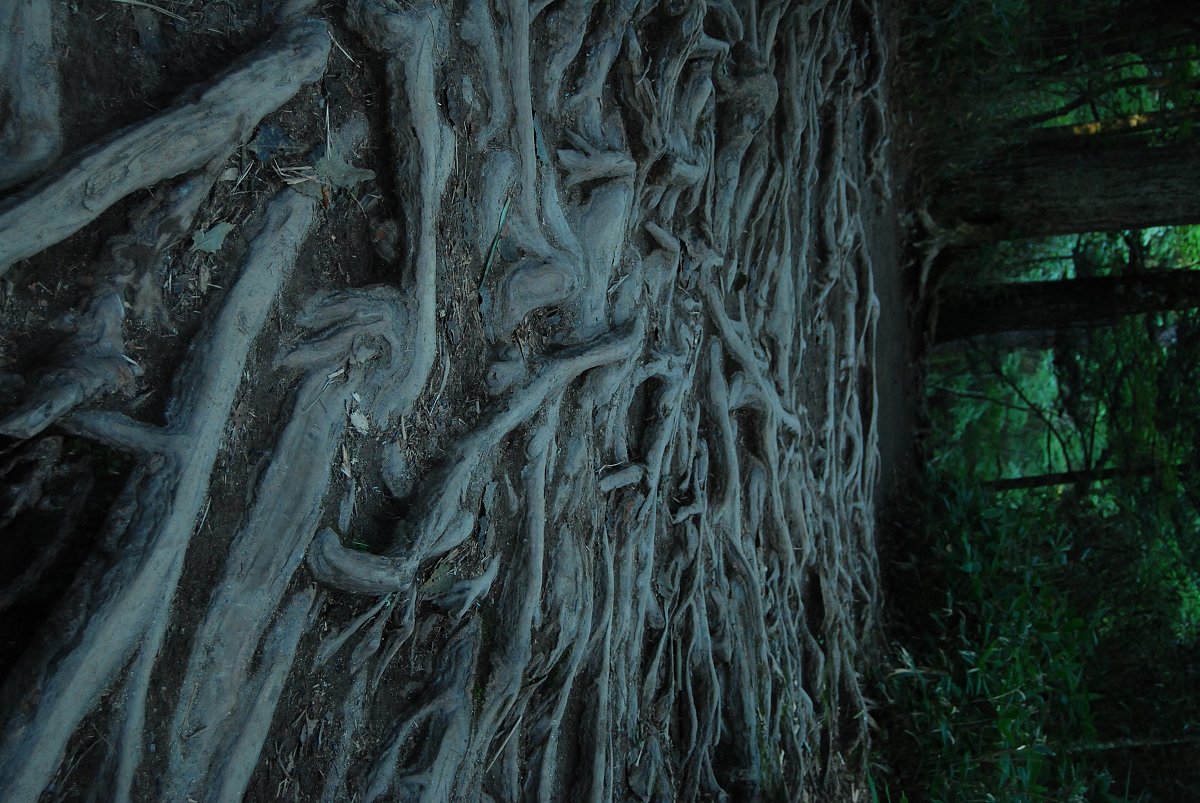 木の根