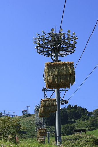 天空米