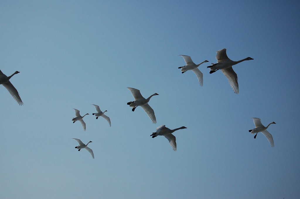 青空に白鳥が・・・