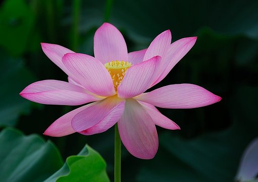 レンコンの花
