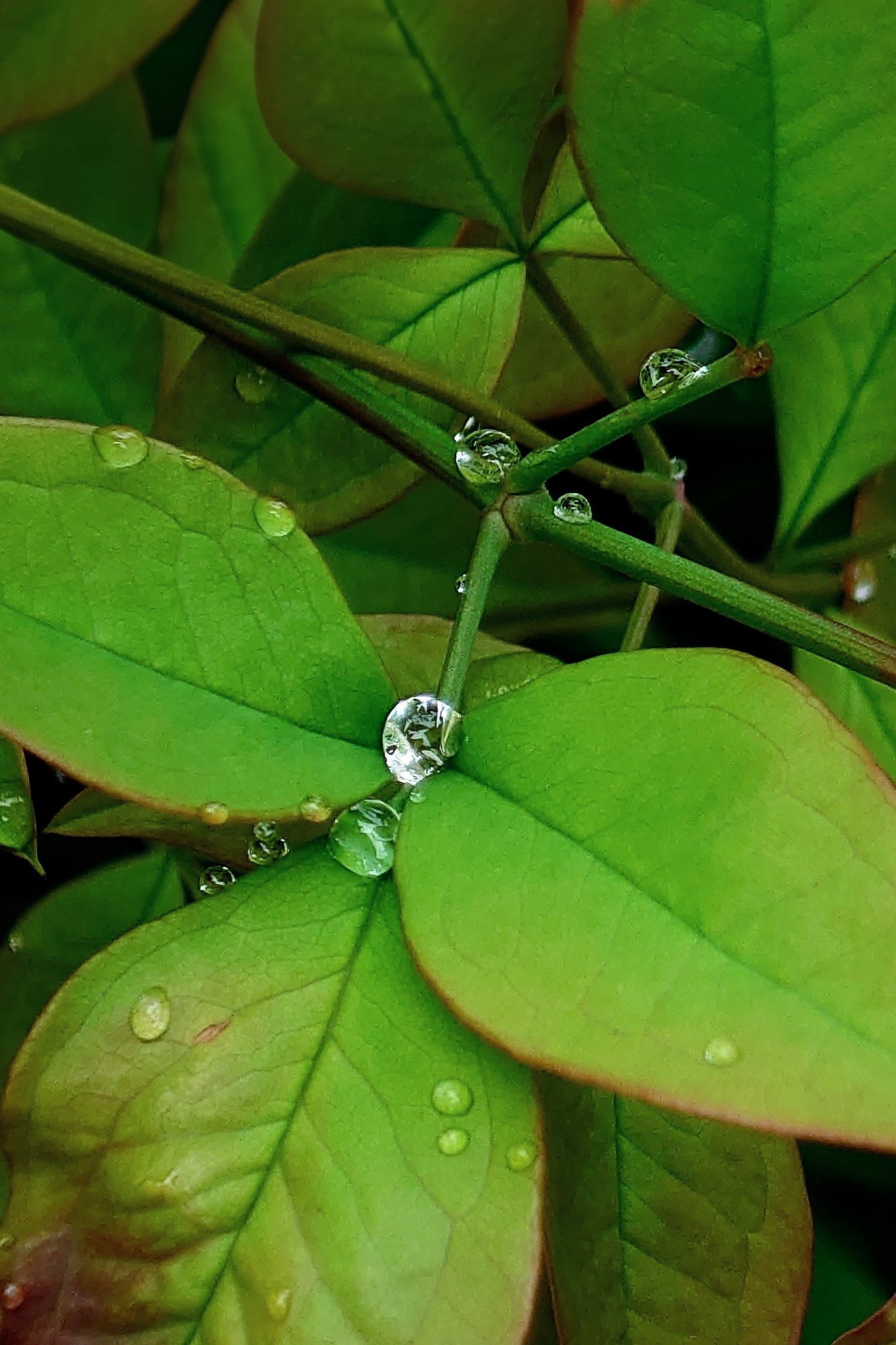 雨上がり ーその２−