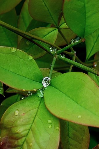 雨上がり ーその２−