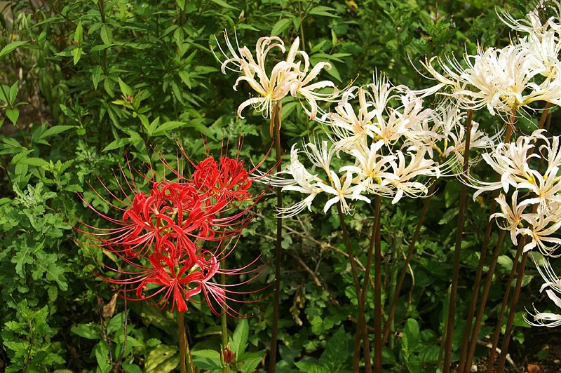 Lycoris white & red
