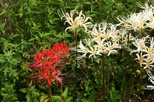 Lycoris white & red