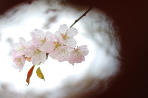 今年初撮り
