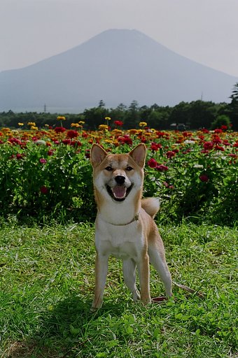 【好】疾風と富士山とヒャクニチソウと