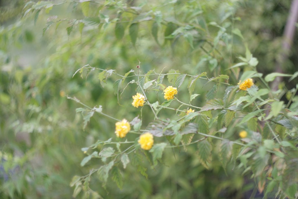 HELIOS-44M　58mm　F2　解放