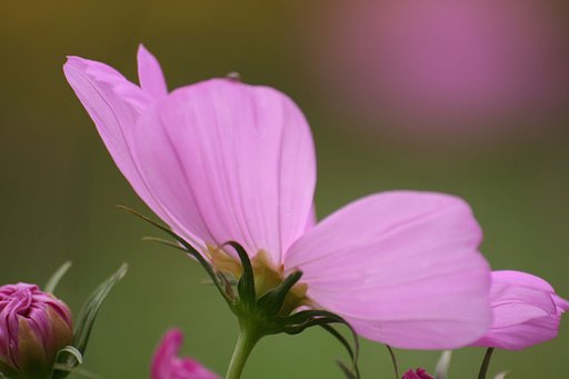 秋の花