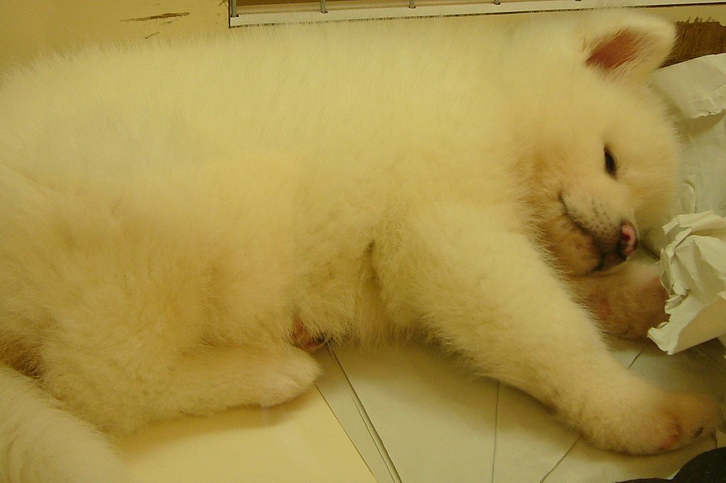 秋田犬