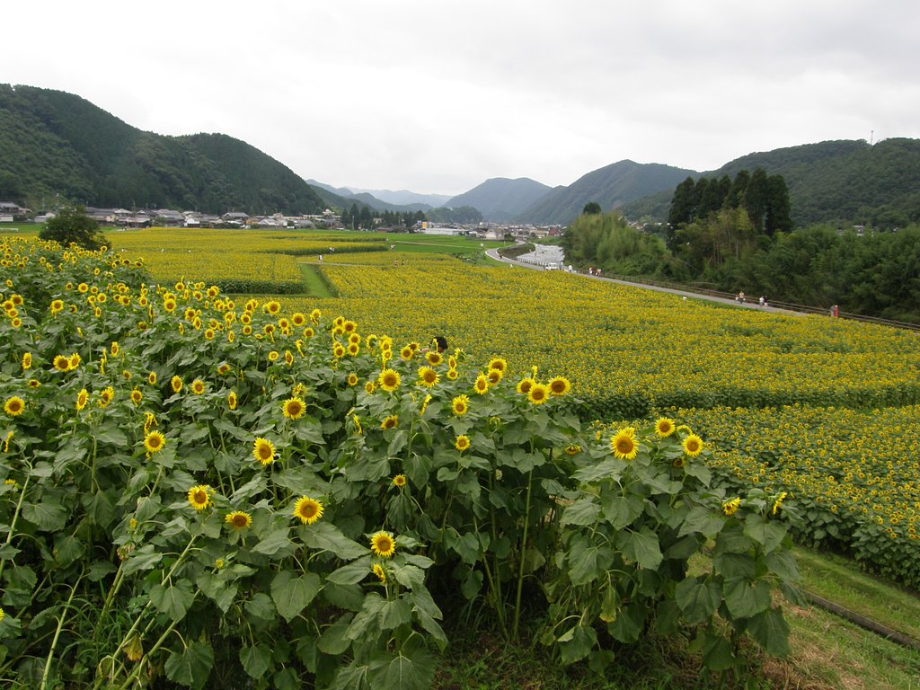 佐用町のひまわり畑（その２)