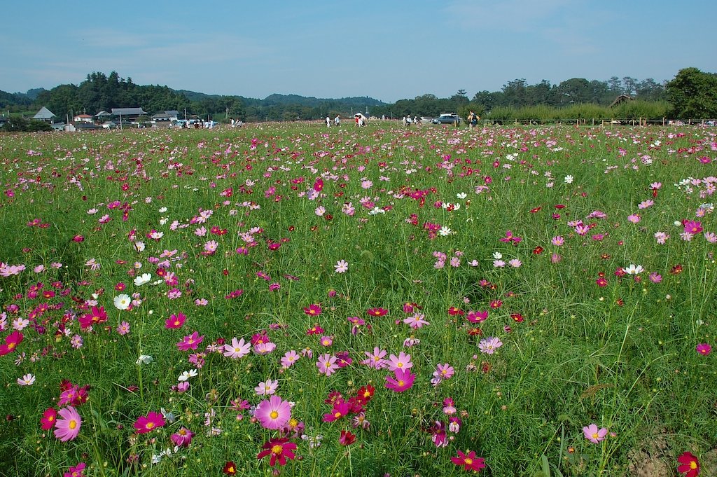 初秋の秋桜