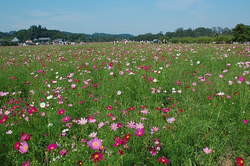 初秋の秋桜