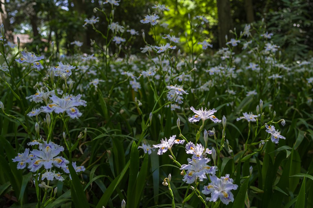 シャガの森