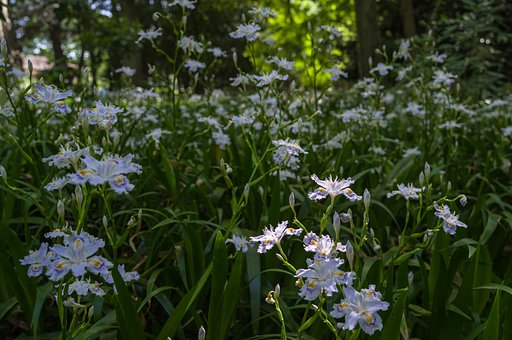 シャガの森
