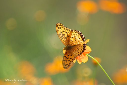 初秋のヒョウモン蝶
