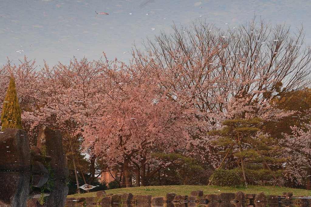 季節外れの桜かな