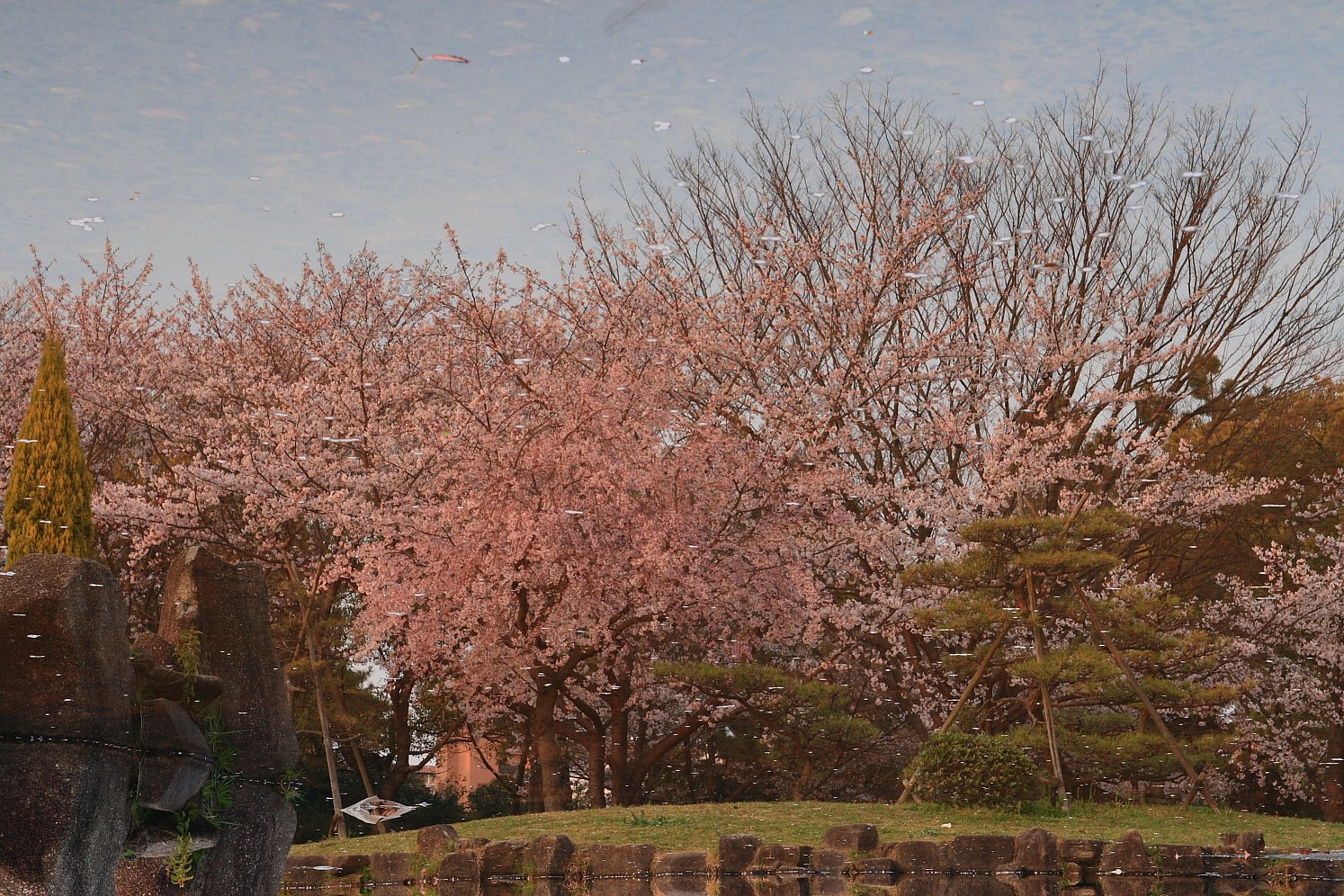 季節外れの桜かな