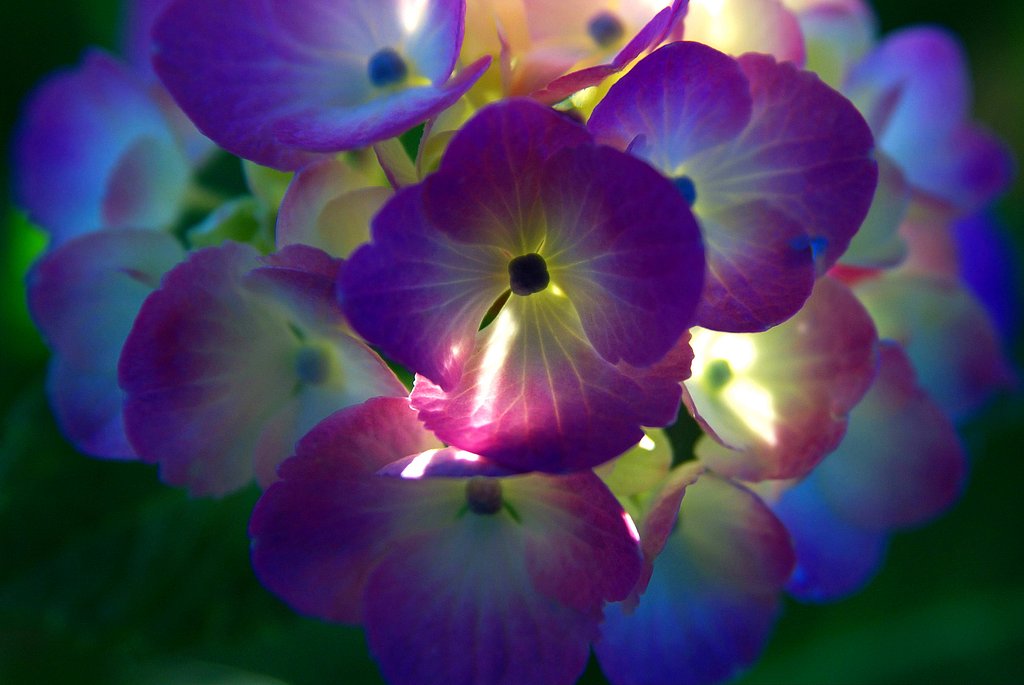 The morning glow