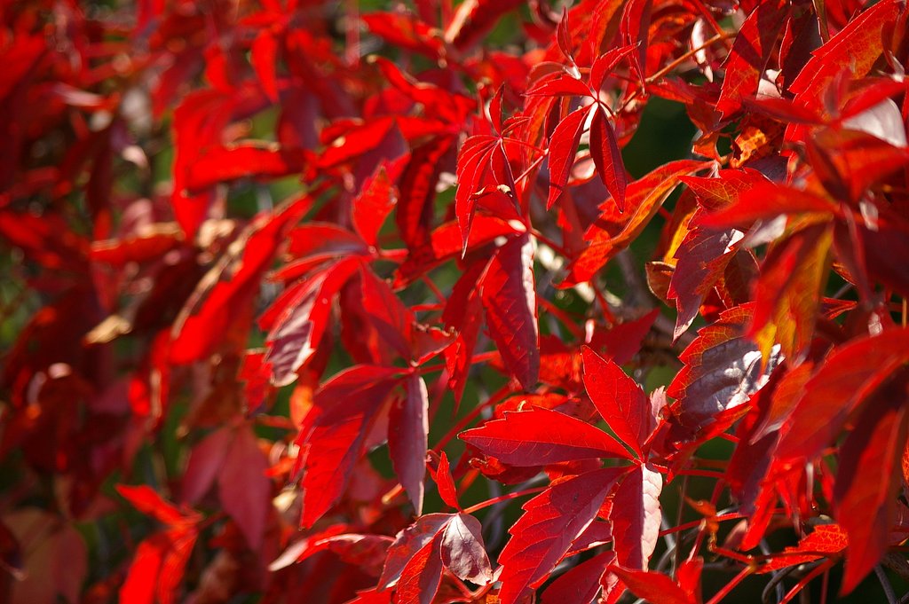 IN Poland she began  autumn