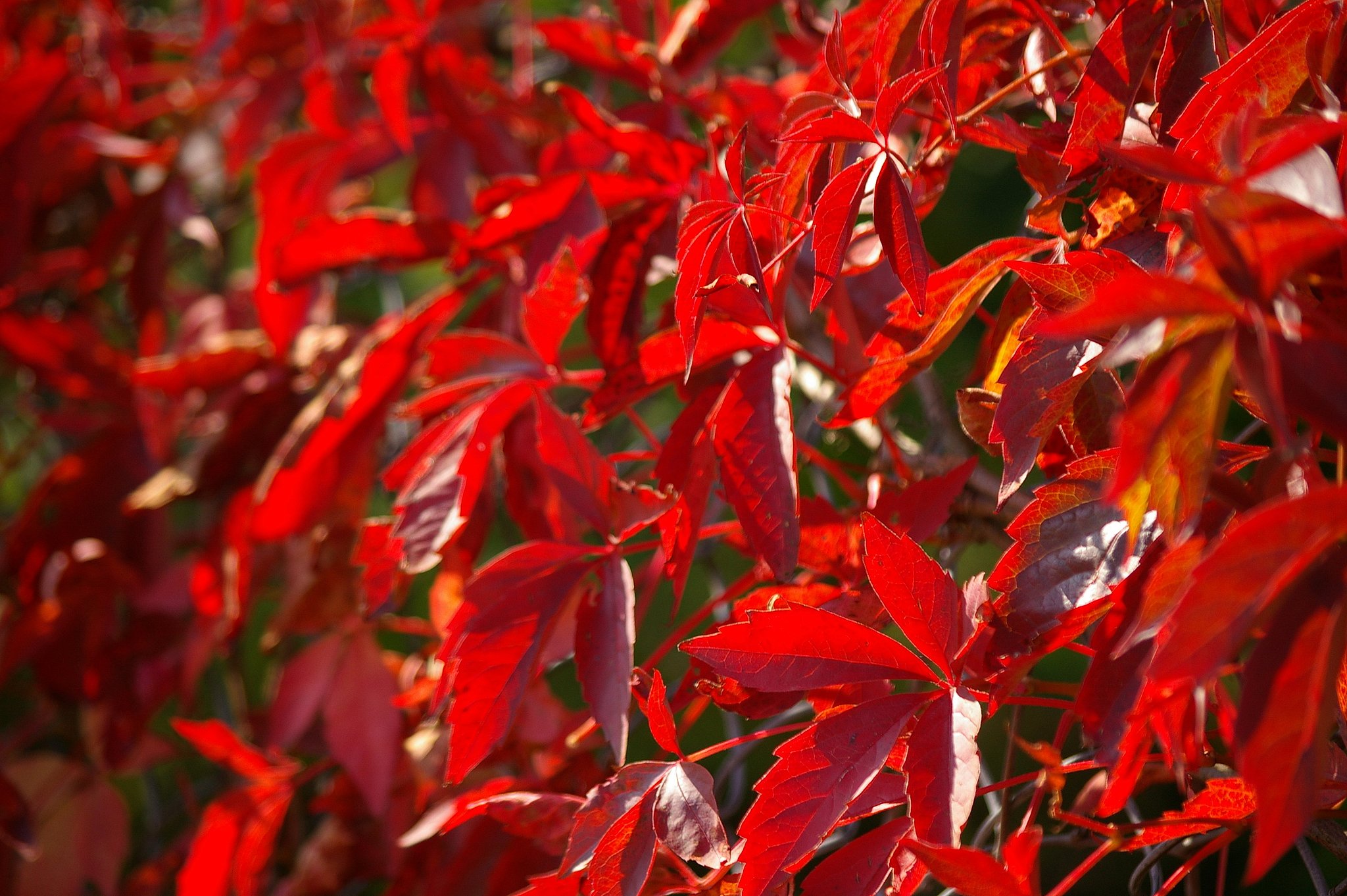 IN Poland she began  autumn