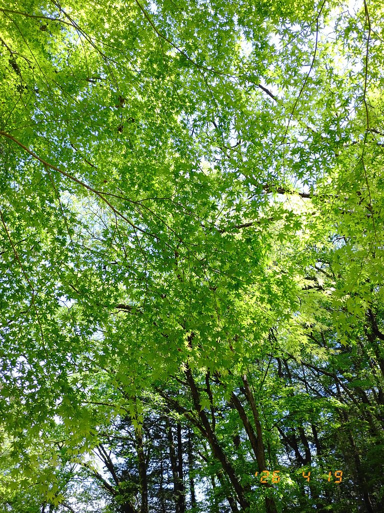 青もみじ