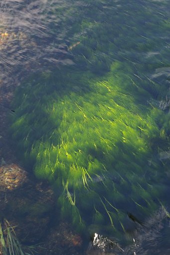 水の調べ
