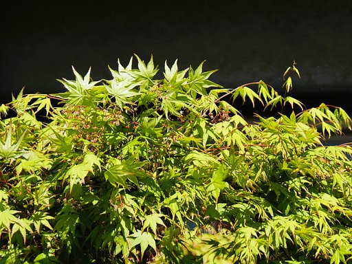 気分が爽快
