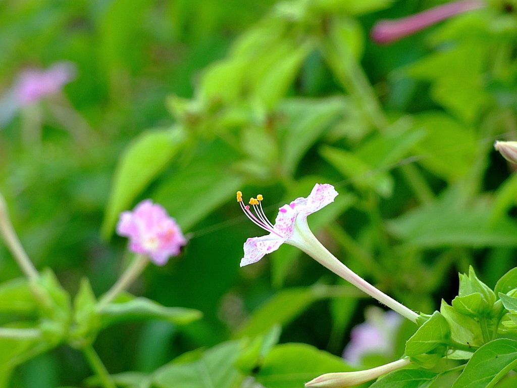 花の名は…