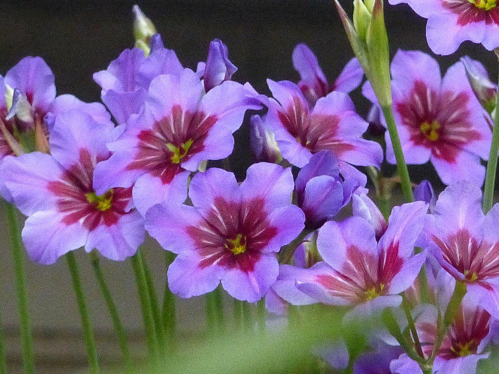 好みの色の花