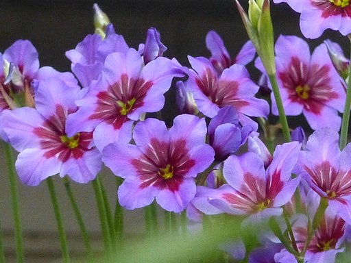 好みの色の花