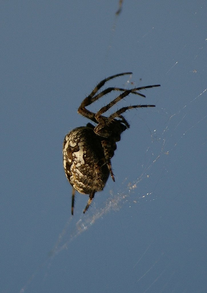 Threatening spider trestle