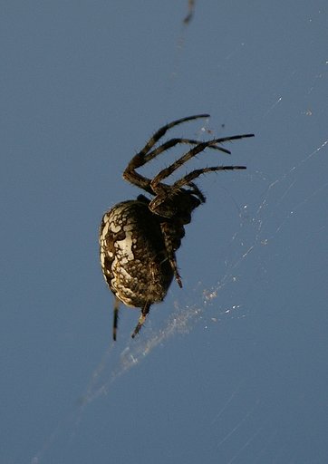 Threatening spider trestle