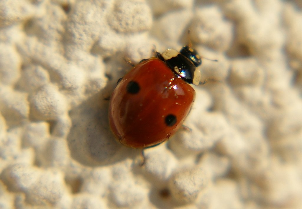 Ladybird