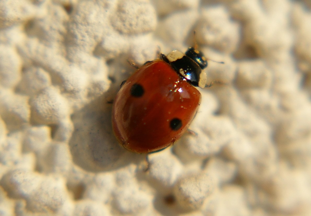 Ladybird