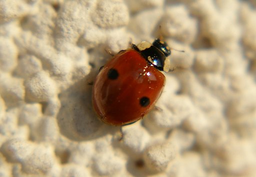 Ladybird