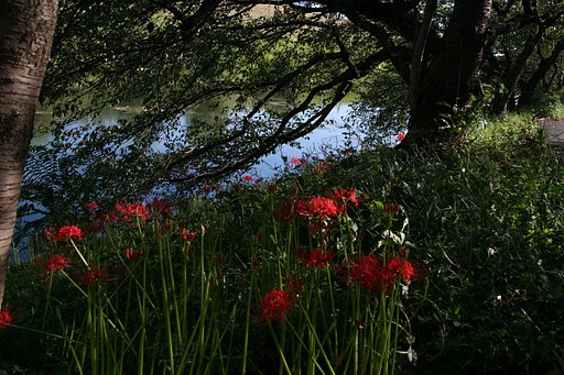 天上の花