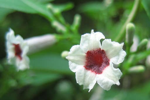 【野の花】へくそかずら