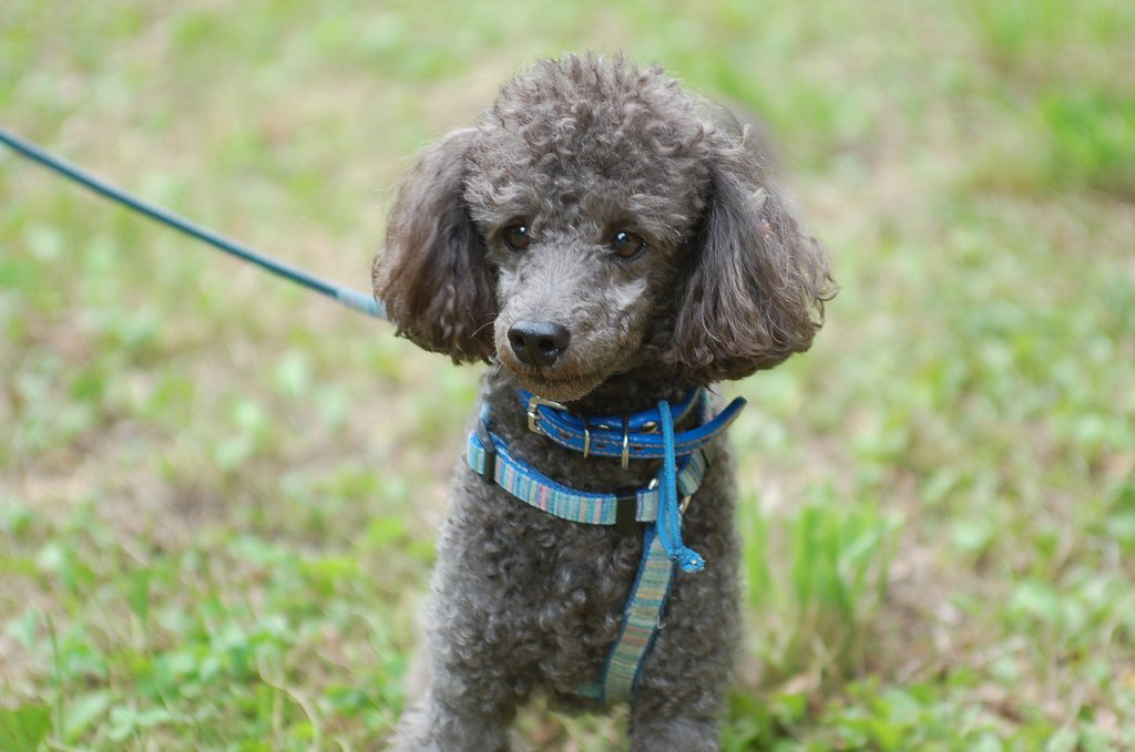 犬
