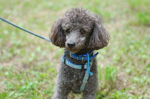 犬